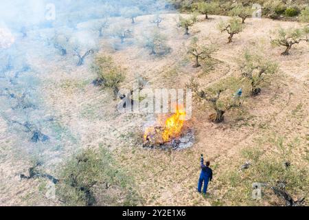 agriculteurs brûlant des branches après avoir élagué des oliviers dans une oliveraie. Vue aérienne. Bargota, Navarre, Espagne, Europe. Banque D'Images