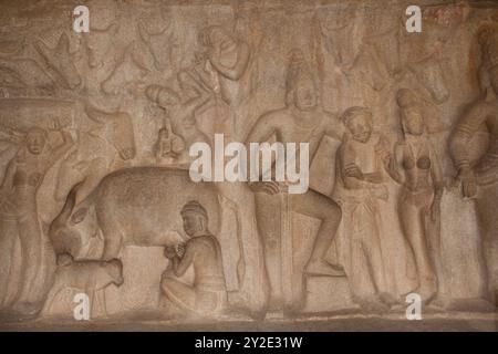 Sculptures rupestres, grotte de Varaha ; Mahaballipuram, Tamil Nadu, Inde, Asie, superbes sculptures taillées dans la roche vivante au 7ème siècle. Homme traire une vache. Banque D'Images