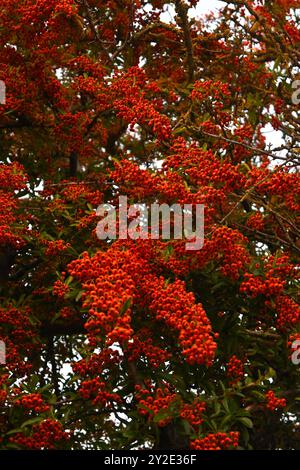 baies rouges de pyracantha Banque D'Images