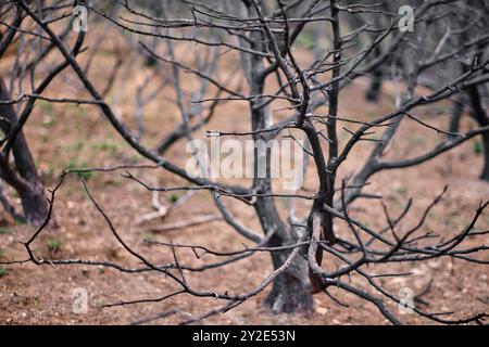 Un gros plan de branches carbonisées sur fond de collines brûlées à Legarda, Navarre, Espagne, montrant la dévastation d'un feu de forêt. Legarda Navar Banque D'Images