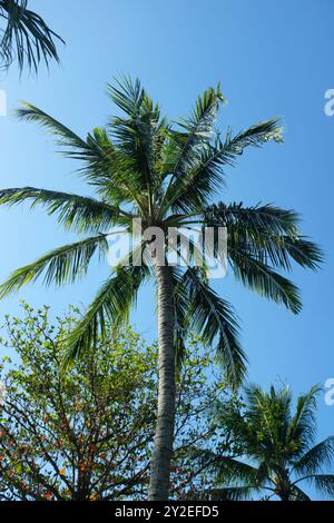 Vue ascendante d'un grand palmier atteignant le ciel bleu clair, symbolisant l'ultime évasion tropicale. Banque D'Images
