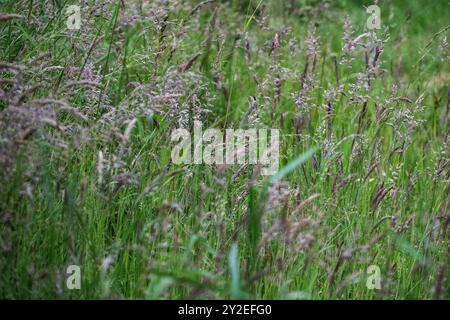 Graminées sauvages de prairie se balançant en été dans le cadre d'un programme de réensauvrissement Banque D'Images