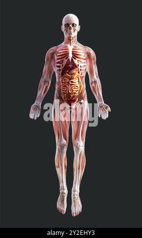 Illustration 3d d'un système musculaire squelette masculin, os et système digestif avec chemin de clipsage Banque D'Images