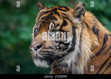 Vue rapprochée d'un visage de tigre. Banque D'Images