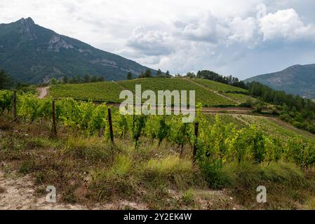 Vue sur les vignobles français de la région de la Drôme utilisés pour la fabrication du vin blanc Clairette de Die. Banque D'Images