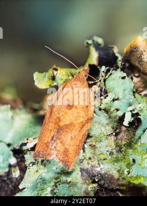 Adulte de l'introduit Epiphyas postvittana, Light Brown Apple Moth, un rouleau à feuilles originaire d'Australie Banque D'Images