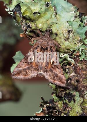 Jour et nuit migrant UK Moth Species, Autographa gamma, Silver y, sur une branche incrustée de lichen dans un jardin de Plymouth Banque D'Images