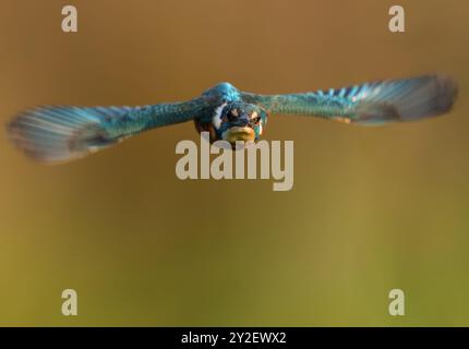 Gros plan d'un Kingfisher mâle (Alcedo atthis) en vol Banque D'Images