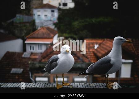 Mouettes perchées sur le balcon d'une maison dans une vieille ville, surplombant les toits. Banque D'Images