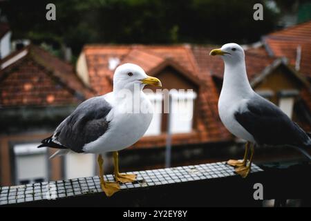 Deux mouettes en gros plan, perchées sur une balustrade de balcon, regardant au loin dans un cadre de vieille ville. Banque D'Images