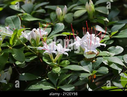 Azalée lisse ou azalée douce, Rhododendron arborescens, Ericaceae. Amérique du Nord orientale. Indigène aux États-Unis. Fleurs toxiques. Banque D'Images