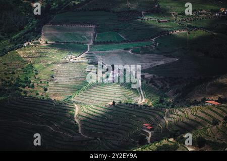 Collines vallonnées avec vignobles dans la vallée du Douro, au Portugal, mettant en valeur le riche patrimoine agricole de la région et les paysages en terrasses. Banque D'Images