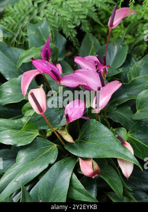 Anthurium 'Zizou', alias, fleur de queue de mouton, Fleur de flamant, plante à queue de mouton ou Laceleaf, Araceae. Amérique tropicale. Banque D'Images