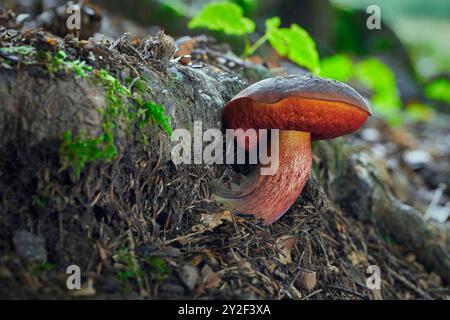 Sutorius luridiformis ou Neoboletus luridiformis. Champignons comestibles avec un excellent t Banque D'Images