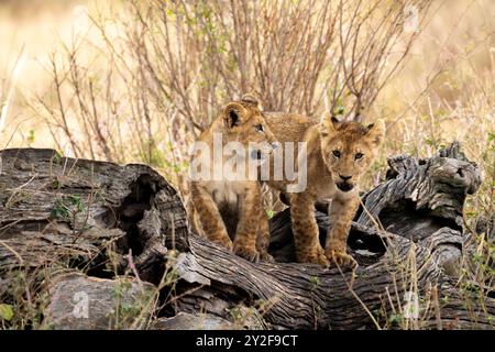 Deux Lion Cubs debout sur un monticule rocheux. Photographié en Tanzanie en août Banque D'Images