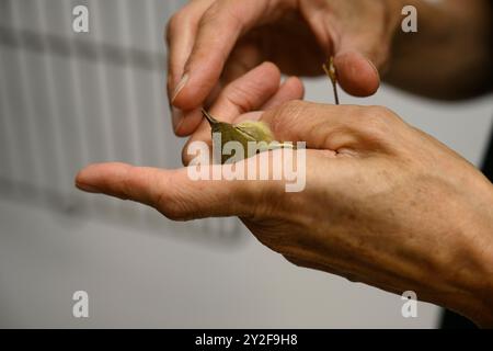 Le personnel vétérinaire examine une paruline de saule nouvellement arrivée (Phylloscopus trochilus) pour des blessures ou des blessures photographiées à la Wildlife Hos israélienne Banque D'Images