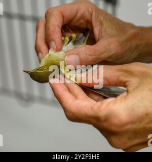 Le personnel vétérinaire examine une paruline de saule nouvellement arrivée (Phylloscopus trochilus) pour des blessures ou des blessures photographiées à la Wildlife Hos israélienne Banque D'Images