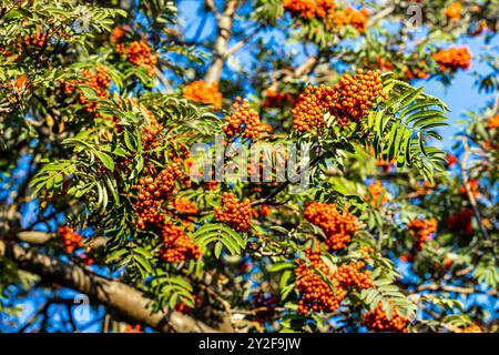 les baies de rowan rouge pendent en grappes sur une branche. Rowan (Sorbus aucuparia) est un arbre, une espèce du genre Rowan (Sorbus) de la famille des Rosaceae. Banque D'Images