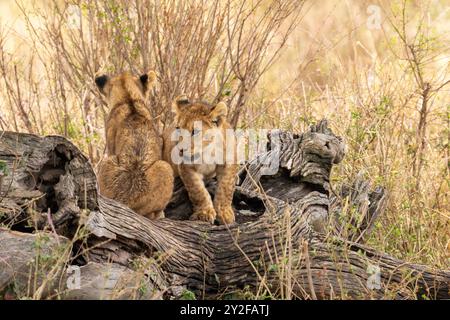 Deux Lion Cubs debout sur un monticule rocheux. Photographié en Tanzanie en août Banque D'Images