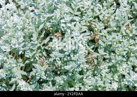 Cerastium biebersteinii, l'aspide boréale. plante ornementale. Arrière-plan naturel. Banque D'Images