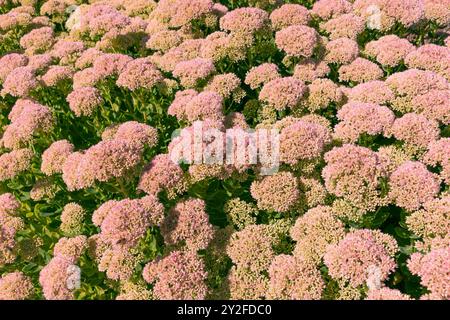 Parterre de fleurs roses Hylotelephium spectabile. caillou, plante de glace, caillou papillon. Fond floral naturel. Banque D'Images