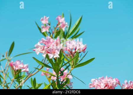 Belles fleurs roses Nerium laurier. rosebay. Fond floral d'été. Banque D'Images