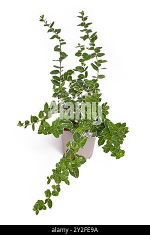 Plante d'arbre de broche 'Euonymus fortune' dans un pot de fleur sur fond blanc Banque D'Images