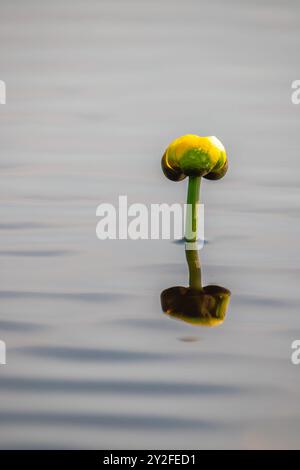 Nuphar variegata (Yellow Pond-Lily) ou refection de lys d'étang vérifiés dans un lac Wisconsin, vertical Banque D'Images