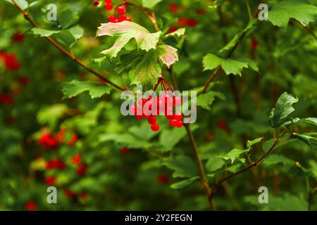 Branche de viburnum avec des baies mûres Banque D'Images