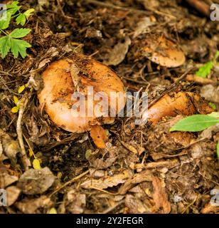Champignons Valuy, latin Rússula foétens, cultivés dans des feuilles pourries dans la forêt Banque D'Images