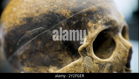 Gros plan du crâne d'un humain préhistorique après excavation. Anciens restes fossiles de civilisation éteinte pendant la recherche scientifique. Artefact archéologique de l'antiquité. Concept archéologique. Banque D'Images