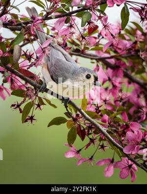Un doux petit Titmouse tufté pose dans le Crabapple Tree en fleurs un jour de printemps. Banque D'Images