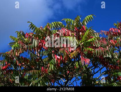 rhus typina, sumach de corne de cerf Banque D'Images