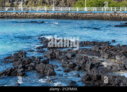 Sally Lightfoot crabes sur les rochers, Puerto Ayora, île de Santa Cruz, Galapagos Banque D'Images