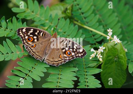 La Pansy au citron, Junonia lemonias, debout sur une feuille, Thaïlande Banque D'Images