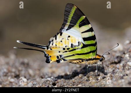 La queue d'épée à cinq barres, Graphium Antiphates, recueillant de l'eau sur du sable humide Banque D'Images