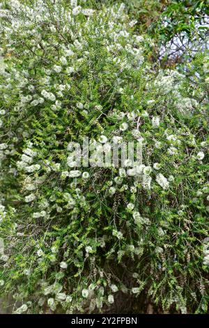 L'écorce de papier noire (Melaleuca lanceolata) est un arbuste ou un petit arbre originaire du sud de l'Australie. Banque D'Images
