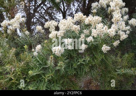 La neige en été (Melaleuca linariifolia) est un petit arbre endémique de l'est de l'Australie. Détail des inflorescences. Banque D'Images