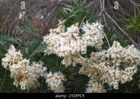La neige en été (Melaleuca linariifolia) est un petit arbre endémique de l'est de l'Australie. Détail des inflorescences. Banque D'Images
