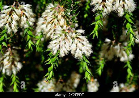 L'écorce de papier à barbarie (Melaleuca styphelioides) est un arbre originaire de l'est de l'Australie. Détail des inflorescences. Banque D'Images