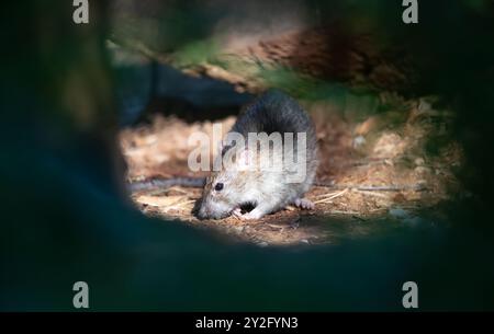 Rat brun à la recherche de nourriture sur le terrain forestier, Royaume-Uni. Banque D'Images