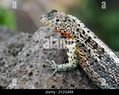 Galápagos lézard de lave mâle, Microlophus albemarlensis, lávagyík, île de Santa Cruz, Galápagos, Equateur, Amérique du Sud Banque D'Images