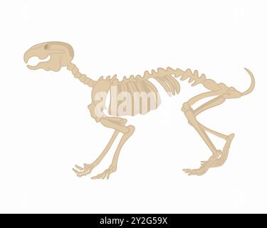 Illustration isolée vectorielle d'un squelette de lapin sur un fond blanc. Etude de la zoologie. Illustration de Vecteur