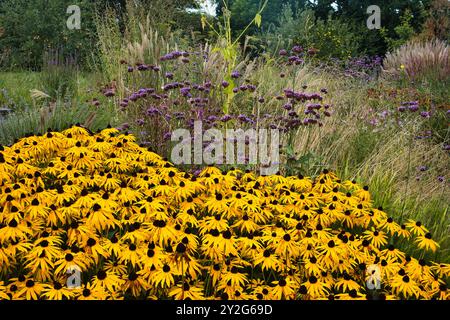 Rudbeckia fulgida (coneflower orange ou coneflower vivace), Verbena bonariensis (verveine purpletop, verveine clustertop) et graminées ornementales Banque D'Images