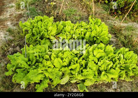 Laitue verte dans un potager envahi par la végétation Banque D'Images