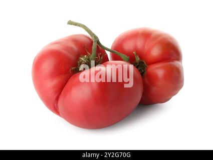 Branche avec tomates roses mûres isolées sur blanc Banque D'Images