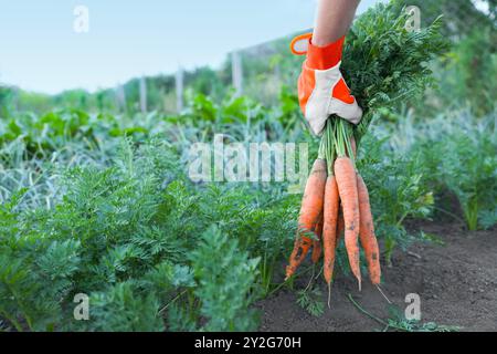 Fermier dans des gants tenant un bouquet de carottes fraîches dans le jardin, gros plan Banque D'Images