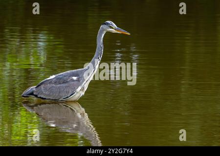 Héron gris (Ardea cinerea) pêche juvénile dans les eaux peu profondes de l'étang à la fin de l'été Banque D'Images