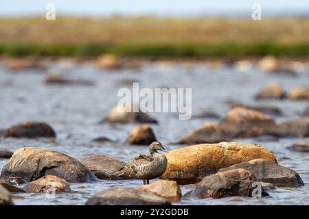 Canard Eider à duvet femelle, Somateria mollisssima, debout sur un rocher dans un étang, près d'Arviat Nunavut Canada. Banque D'Images