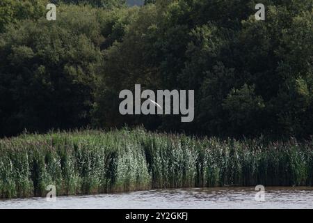 oiseau de prier bas niveau au-dessus du lac de chasse Banque D'Images